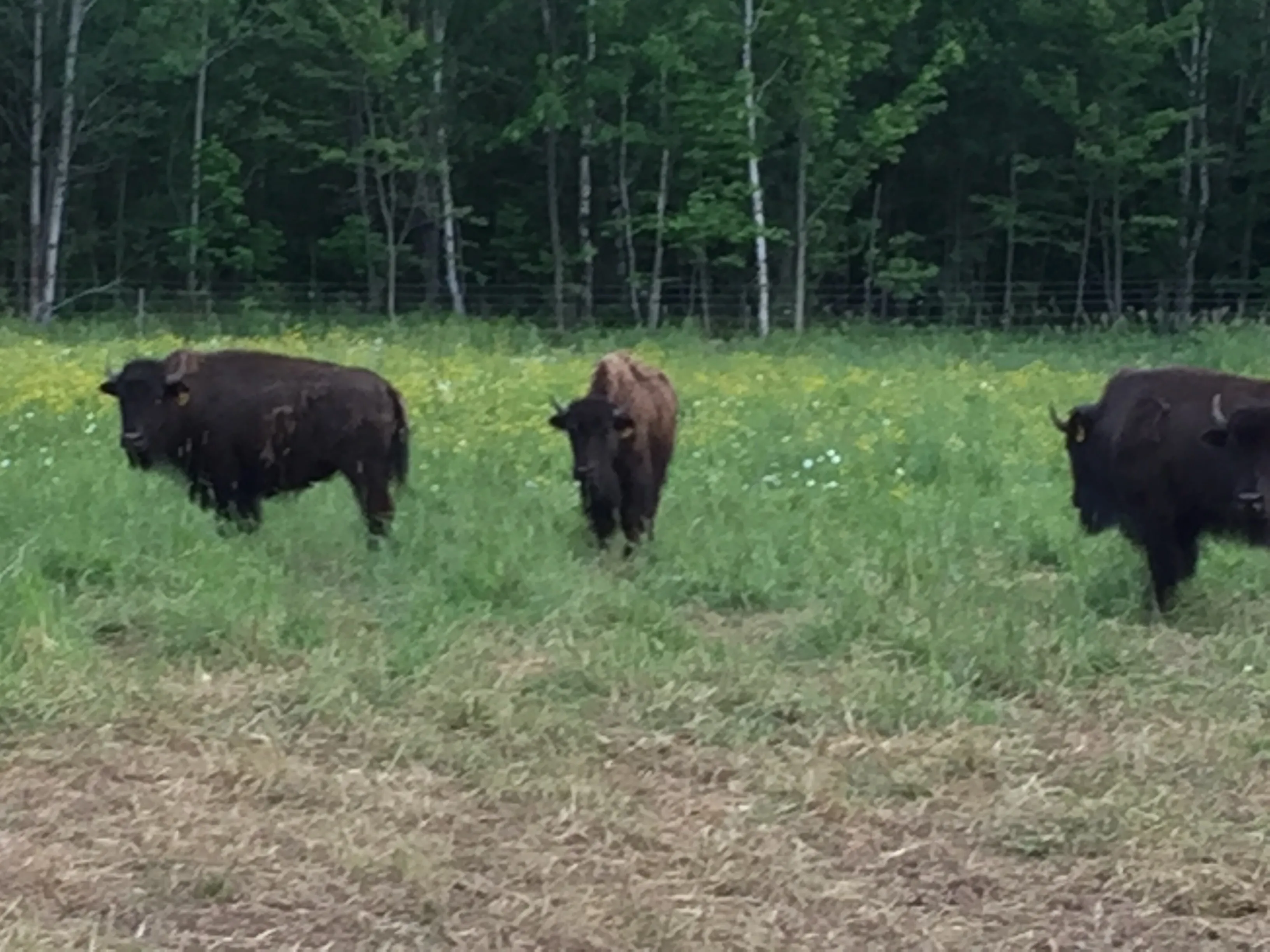 Bison grazing in wildflower pasture