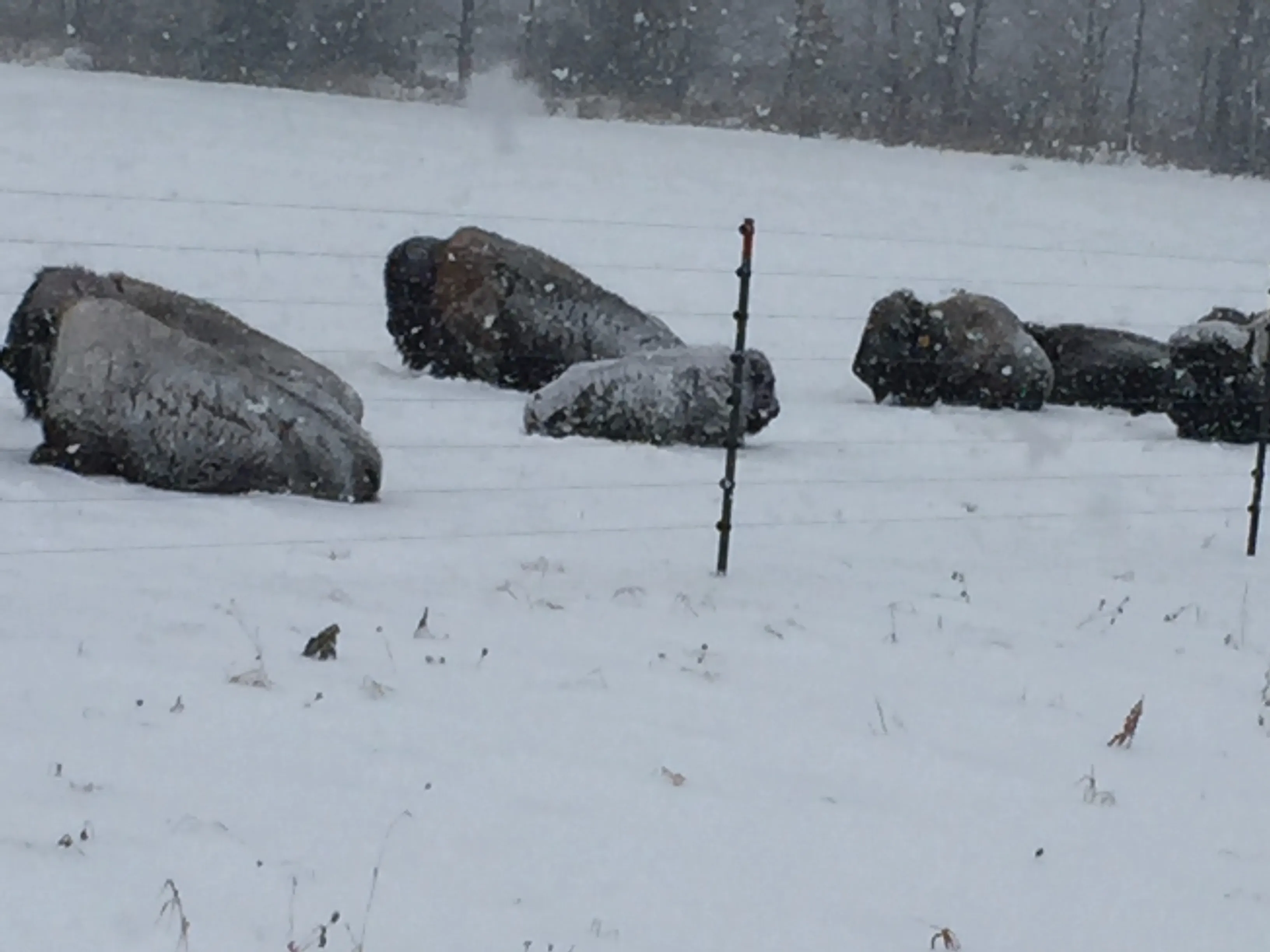 Bison in Wisconsin blizzard