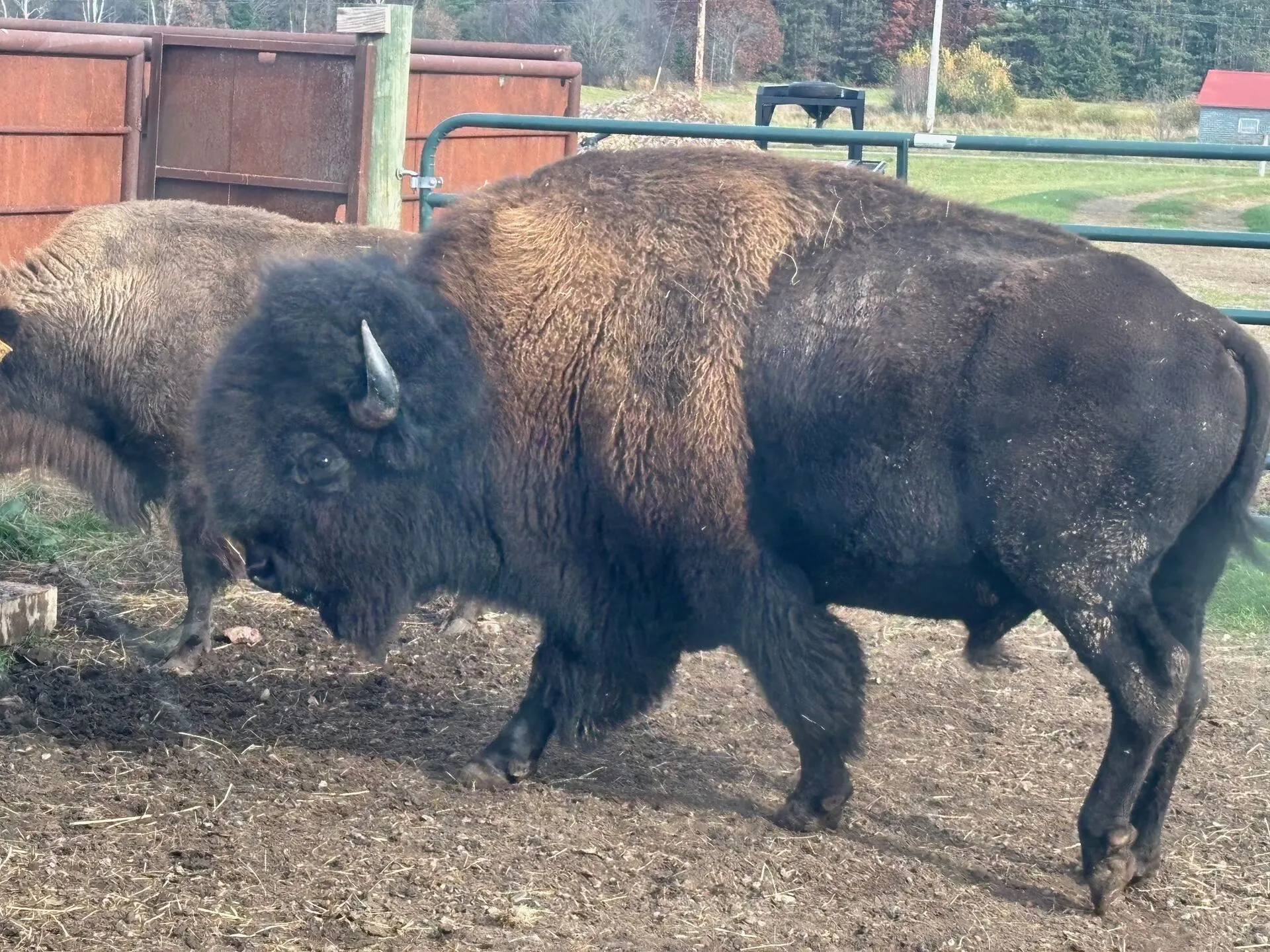 Bison bull at Harmony Bison Ranch, Brantwood WI