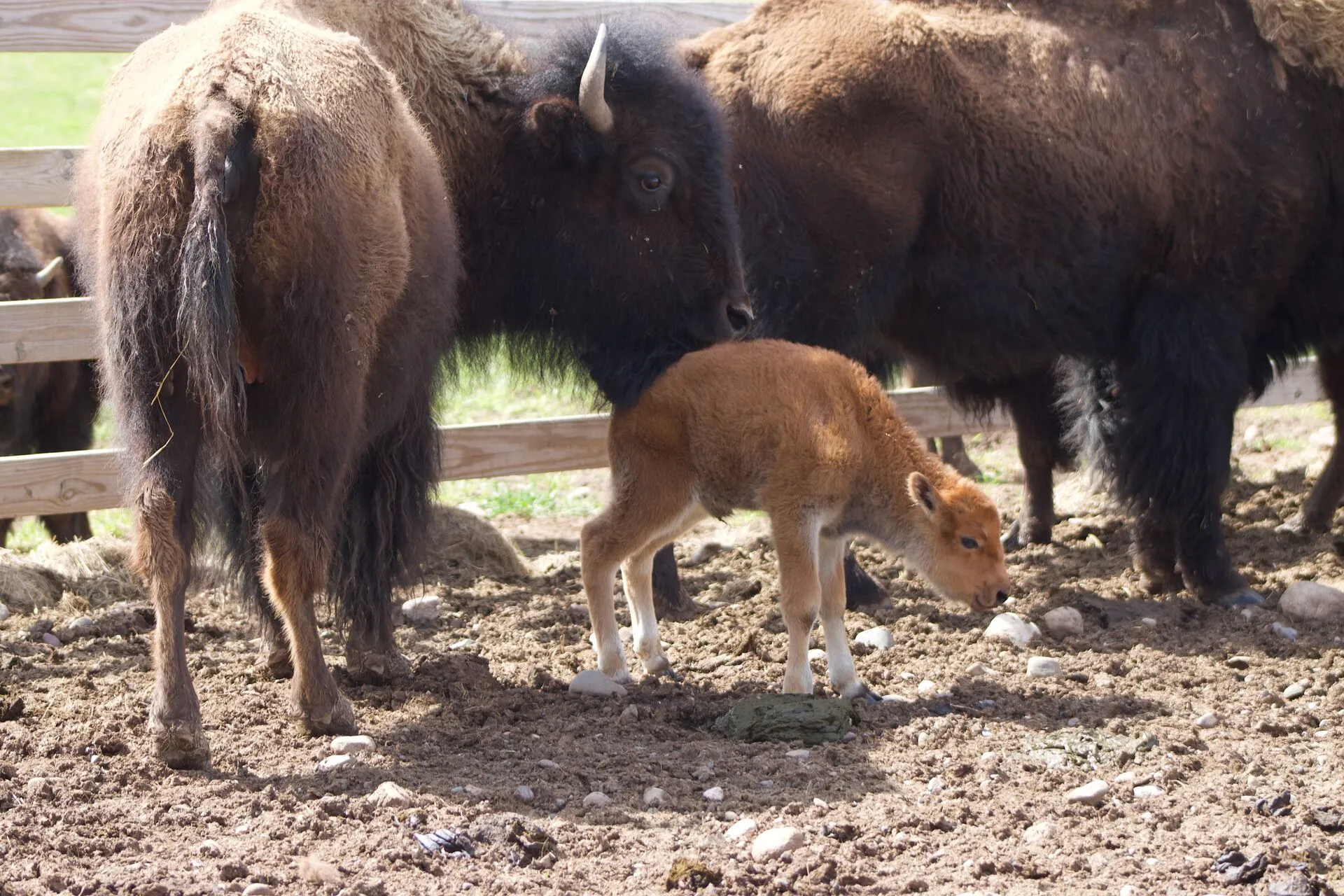 Bison calf with mother
